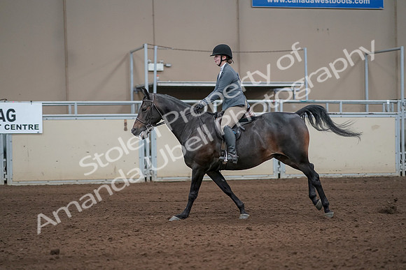 2019 Morgan Horse Show - Sept 01, 2019 - 10987_1