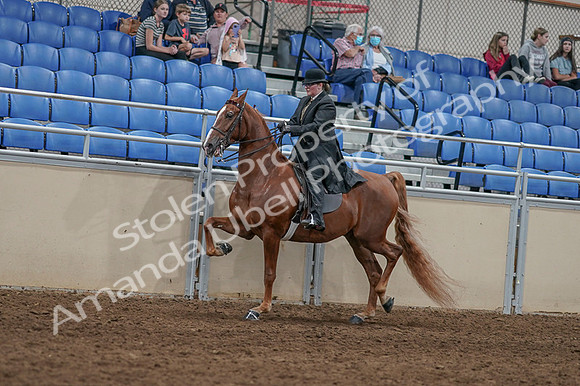2020 - AB Morgan Horse - Fri, Sept 04 - 11439