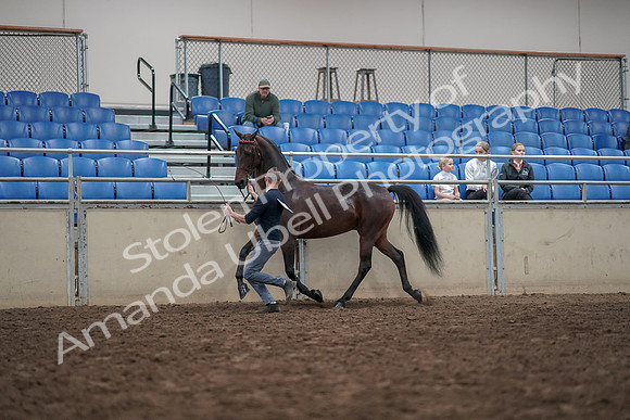 2019 Morgan Horse Show - Aug 31, 2019 - 03633