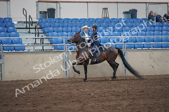2019 Morgan Horse Show - Sept 01, 2019 - 12747