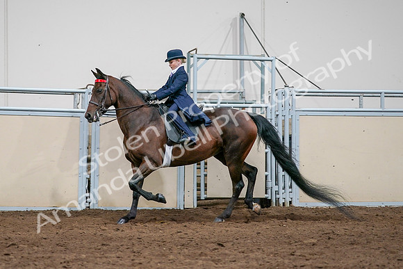 2020 - AB Morgan Horse - Sat, Sept 05 - 04924