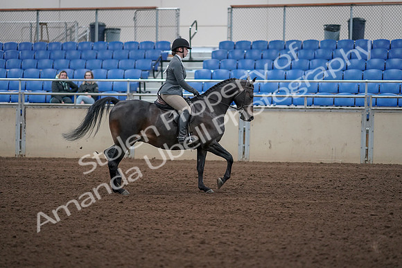 2019 Morgan Horse Show - Sept 01, 2019 - 11033