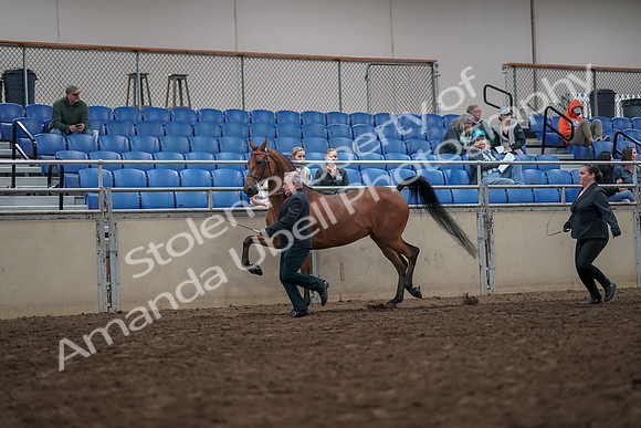 2019 Morgan Horse Show - Aug 31, 2019 - 03572