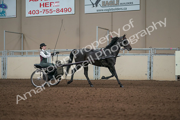 2019 Morgan Horse Show - Aug 31, 2019 - 04739
