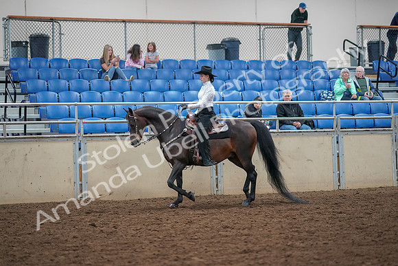 2019 Morgan Horse Show - Aug 30, 2019 - 16756