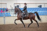 2019 Morgan Horse Show - Aug 30, 2019 - 27863