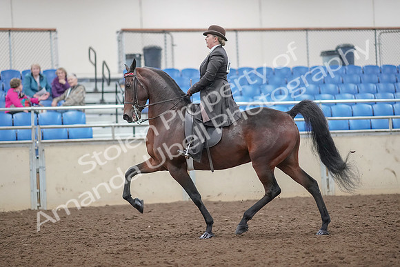 2019 Morgan Horse Show - Aug 30, 2019 - 27863