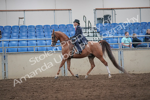 2019 Morgan Horse Show - Aug 31, 2019 - 08667