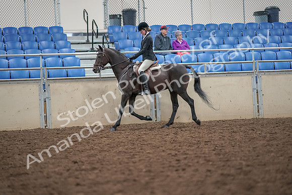 2019 Morgan Horse Show - Aug 30, 2019 - 20123