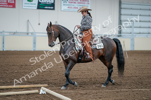 2020 - AB Morgan Horse - Fri, Sept 04 - 00054