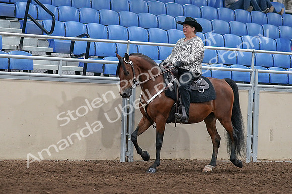 2020 - AB Morgan Horse - Fri, Sept 04 - 05700