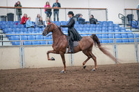 2019 Morgan Horse Show - Aug 31, 2019 - 21976