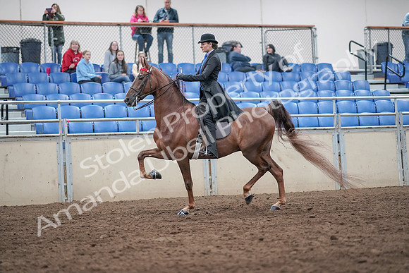 2019 Morgan Horse Show - Aug 31, 2019 - 21976