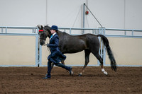 2020 - AB Morgan Horse - Fri, Sept 04 - 00677