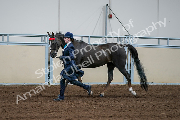 2020 - AB Morgan Horse - Fri, Sept 04 - 00677