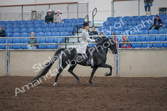 2019 Morgan Horse Show - Aug 31, 2019 - 09517