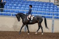 2020 - AB Morgan Horse - Sun, Sept 06 - 07672