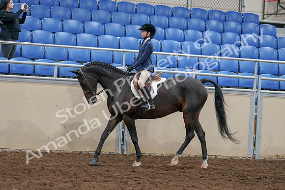 2020 - AB Morgan Horse - Sun, Sept 06 - 07672