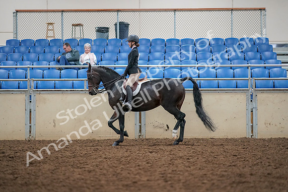 2019 Morgan Horse Show - Aug 30, 2019 - 23194