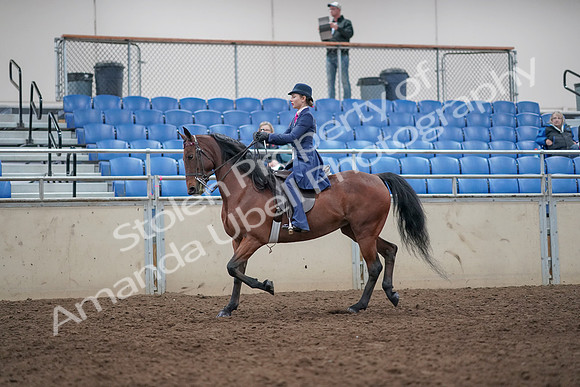2019 Morgan Horse Show - Aug 31, 2019 - 09291