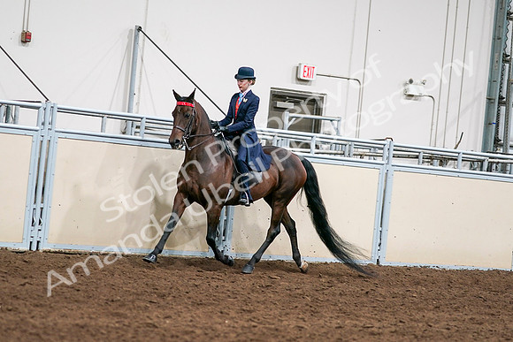 2020 - AB Morgan Horse - Sat, Sept 05 - 08529