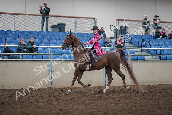 2019 Morgan Horse Show - Aug 31, 2019 - 08518