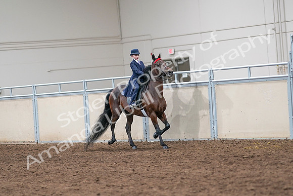 2020 - AB Morgan Horse - Sat, Sept 05 - 04866
