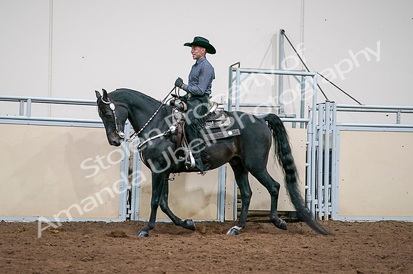 2020 - AB Morgan Horse - Fri, Sept 04 - 08544