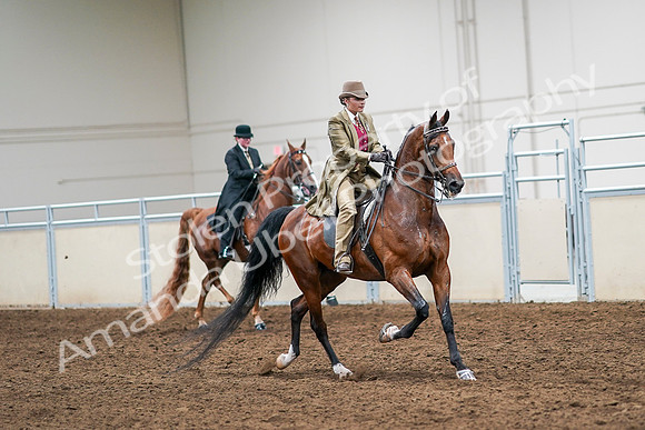 2020 - AB Morgan Horse - Sat, Sept 05 - 08225