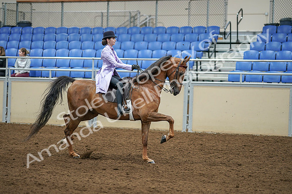 2020 - AB Morgan Horse - Fri, Sept 04 - 05184
