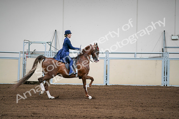 2020 - AB Morgan Horse - Sat, Sept 05 - 06337