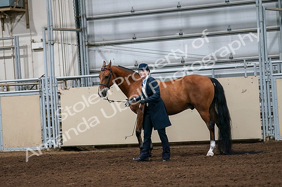 2020 - AB Morgan Horse - Fri, Sept 04 - 00972
