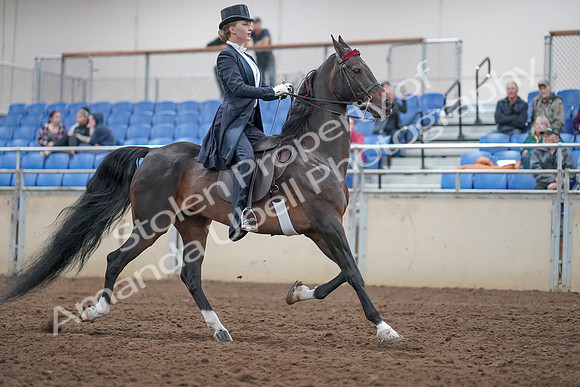 2019 Morgan Horse Show - Aug 31, 2019 - 20705