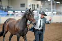 2020 - AB Morgan Horse - Sat, Sept 05 - 00251