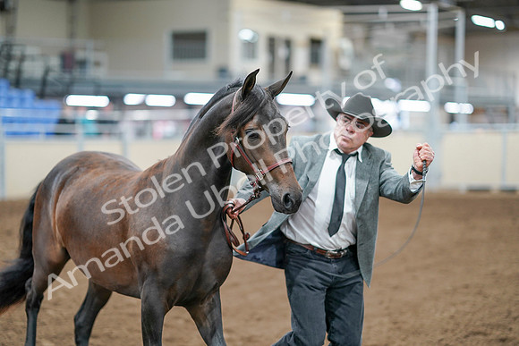 2020 - AB Morgan Horse - Sat, Sept 05 - 00251
