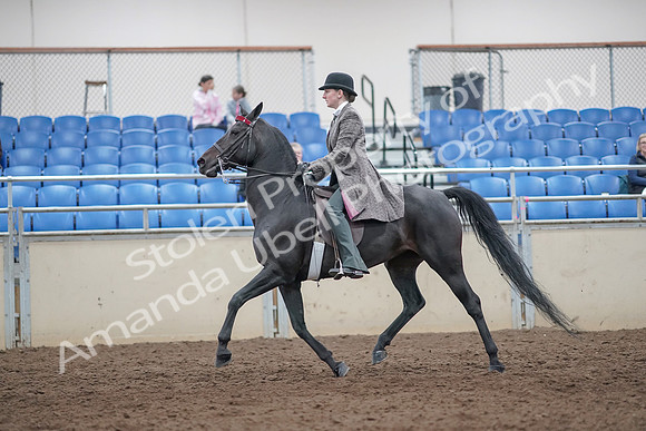 2019 Morgan Horse Show - Aug 31, 2019 - 09409