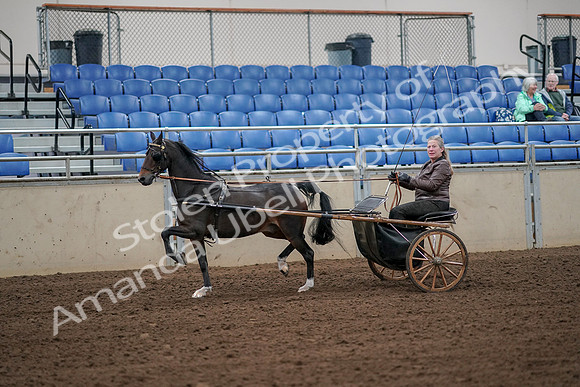 2019 Morgan Horse Show - Aug 30, 2019 - 13097
