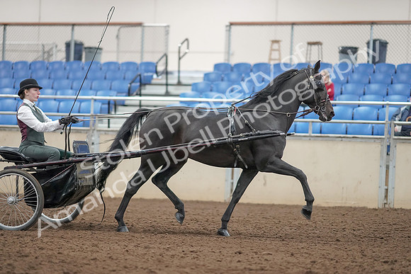 2019 Morgan Horse Show - Aug 31, 2019 - 04761