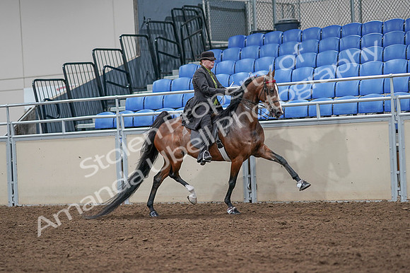 2020 - AB Morgan Horse - Fri, Sept 04 - 09796