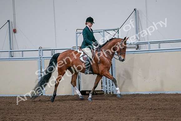 2020 - AB Morgan Horse - Fri, Sept 04 - 01861