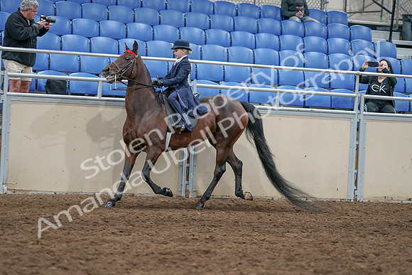 2020 - AB Morgan Horse - Sat, Sept 05 - 04771