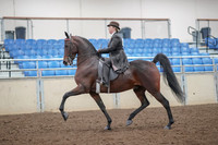 2019 Morgan Horse Show - Aug 30, 2019 - 27857