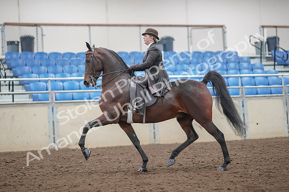2019 Morgan Horse Show - Aug 30, 2019 - 27857