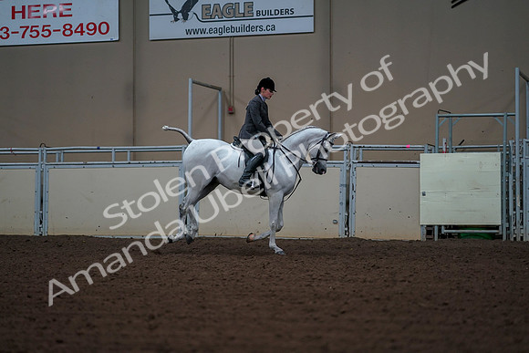 2019 Morgan Horse Show - Aug 30, 2019 - 17617
