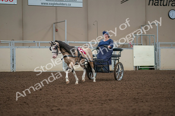 2019 Morgan Horse Show - Aug 31, 2019 - 04599