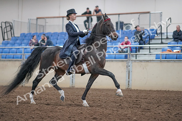 2019 Morgan Horse Show - Aug 31, 2019 - 20703