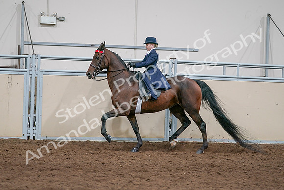 2020 - AB Morgan Horse - Sat, Sept 05 - 04815