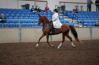 2019 Morgan Horse Show - Aug 31, 2019 - 17854