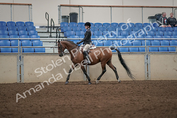 2019 Morgan Horse Show - Aug 31, 2019 - 04871