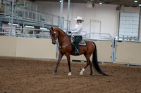 2020 - AB Morgan Horse - Fri, Sept 04 - 03471